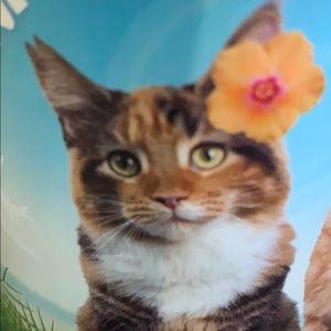 Meet your Posher, Steve